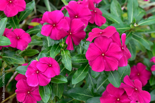 Madagascar periwinkle or rose periwinkle (Catharanthus roseus), Brasilia, Brazil