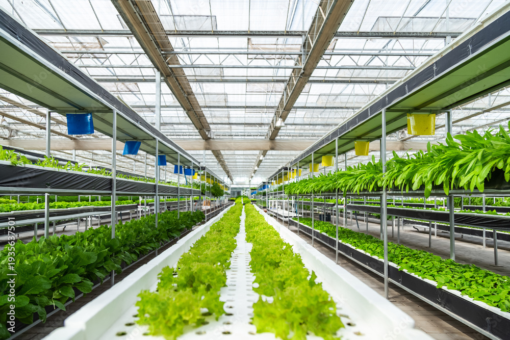Obraz premium Modern Hydroponic Greenhouse Lettuce Farming Operation