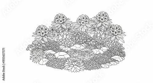 Detailed line drawing of a rocky plant bed with blooms