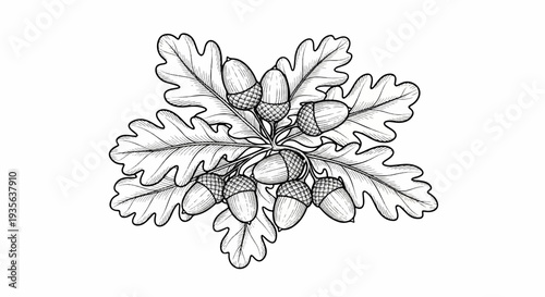 Detailed black and white illustration of acorns and oak leaves on a branch