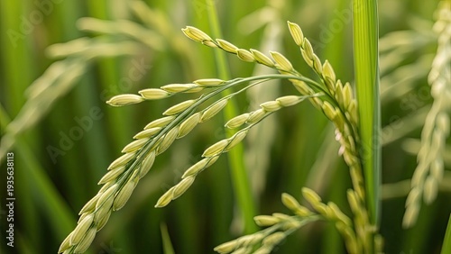 Wallpaper Mural Close-up of rice plant with light green grains and leaves in a sunny field Torontodigital.ca