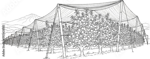 Lined orchard trees with netting overhead, mountains in background