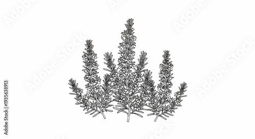 Detailed black and white sketch of flowering rosemary branches