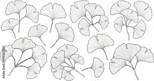Detailed line art illustration of multiple ginkgo biloba leaves on a white background