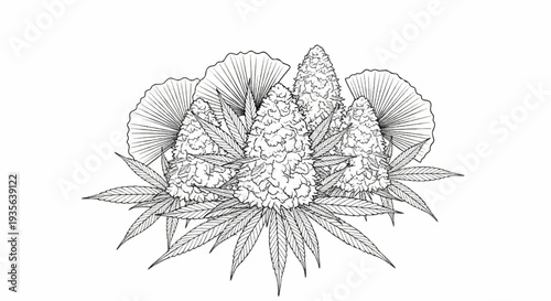 Detailed line drawing of cannabis buds and leaves with fan-shaped foliage in background