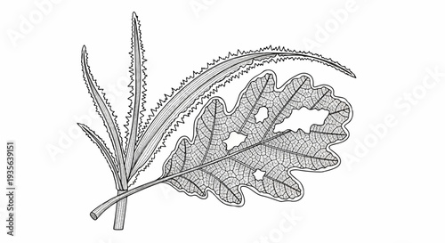 Detailed line drawing of two leaves, one with holes, showing intricate veining