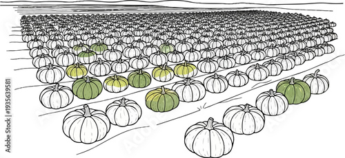 Extensive pumpkin patch viewed from a low angle with a few colored gourds scattered