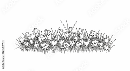 A monochromatic sketch depicts a dense cluster of blooming crocus flowers with grass