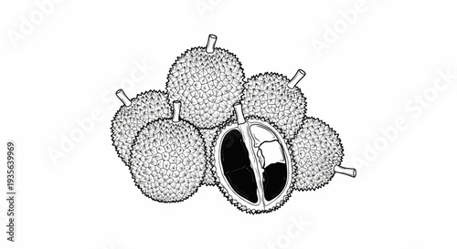 Sketch of several spiky fruits, one split open revealing dark interior