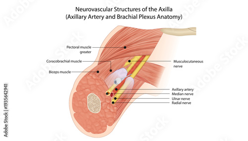 Neurovascular Structures of the Axilla
This anatomical illustration shows the axillary region, highlighting the axillary artery and major brachial plexus nerves, including the musculocutaneous.