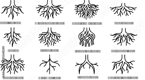 Set of 10 vascular tree anatomy icons vector