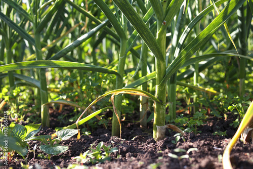 Cuadro en lienzo Rows of leeks growing in summer garden ready to be harvested