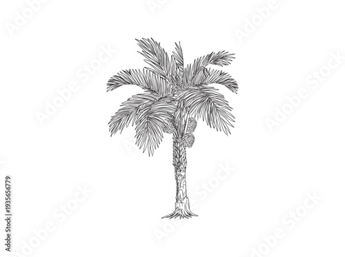Palm Oil tree, line hand drawing Vector illustration