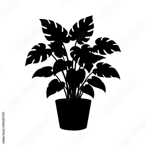 Silhouette of a Monstera Deliciosa plant in a ceramic pot for interior decor