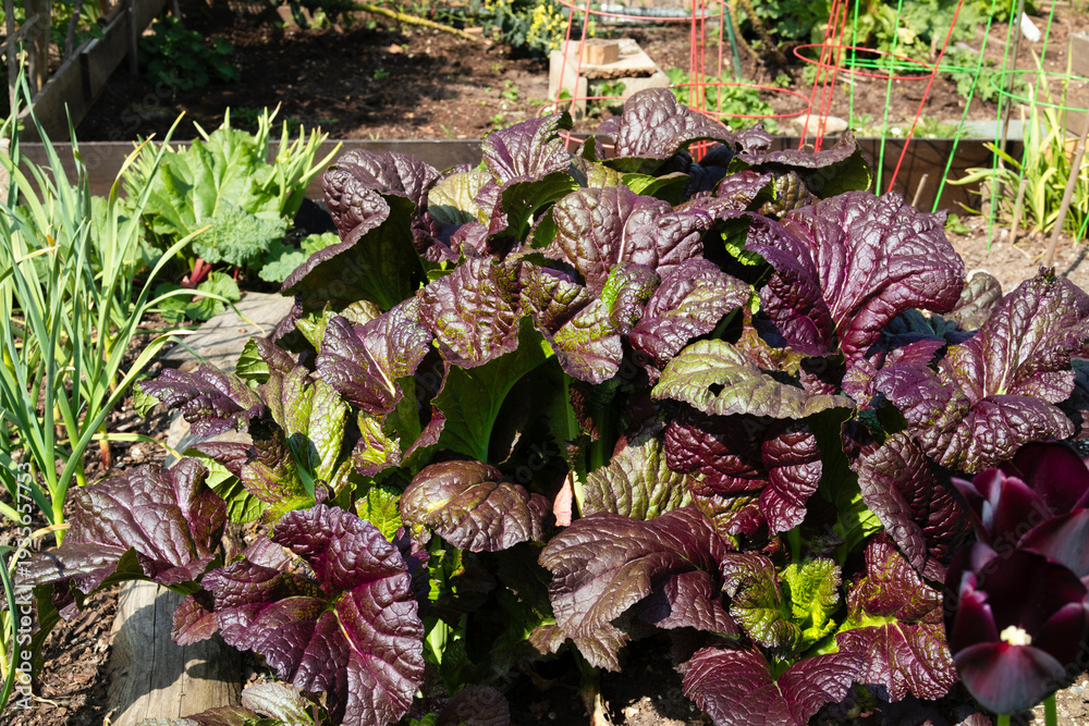 Fototapeta premium Overgrown mustard plant in garden with defocused foliage. Many purple mustard leaves growing in community garden on a sunny day. Giant Red mustard or Brassica juncea. Selective focus.