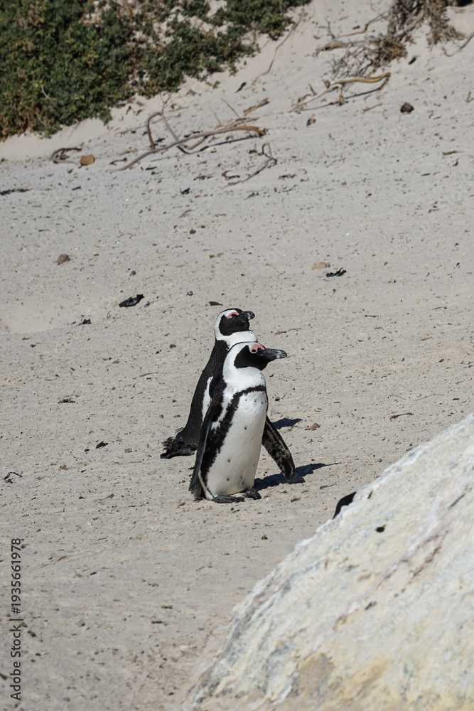 Fototapeta premium South Africa,Cape Town,Boulders Beach,Two African penguins standing on a sandy beach near rocks and vegetation