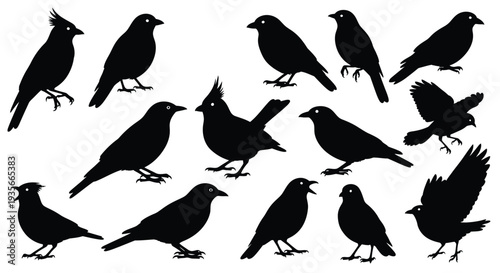 Collection of various detailed black bird silhouettes in different poses perfect for graphic design projects