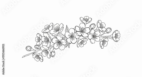 A delicate line drawing of a branch with blooming flowers and buds