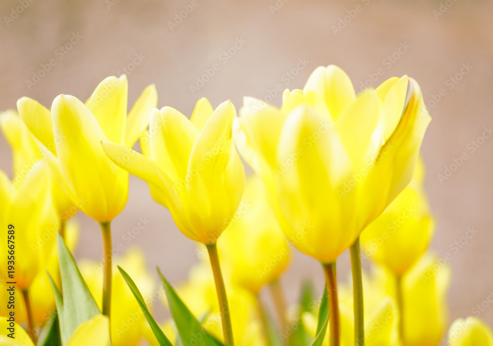 Obraz premium Close-up of vibrant yellow tulips in bloom