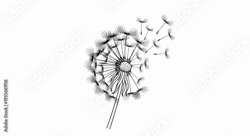 Detailed line drawing of a dandelion with seeds blowing away
