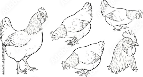 Line drawing of four chickens and one chicken head in various poses