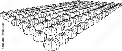Rows of pumpkins arranged in a perspective view on a white background