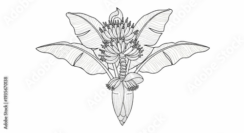Stylized line drawing of a banana plant with fruit and large leaves