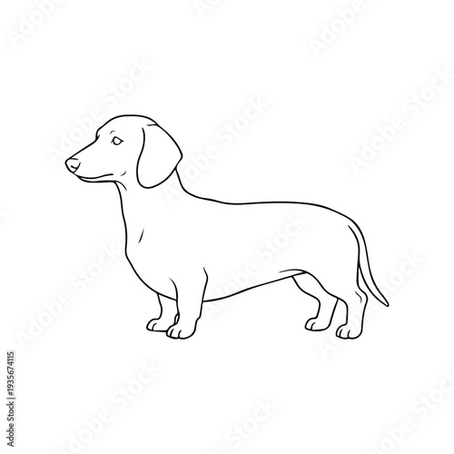 Dachshund dog breed illustration vector
Vector illustration icon on a white background
