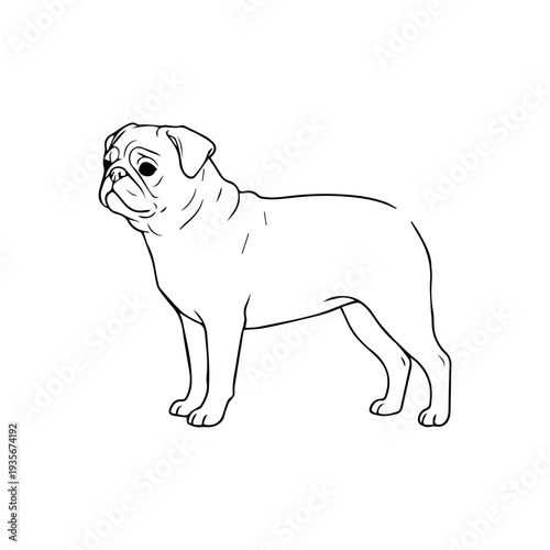 Pug dog breed illustration vector
Vector illustration icon on a white background