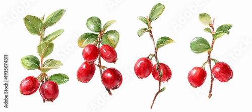 Lingonberry and cranberry clusters watercolor illustrating red forest berries with green leaves on branches, representing freshness, healthy eating, and natural ingredients in food products