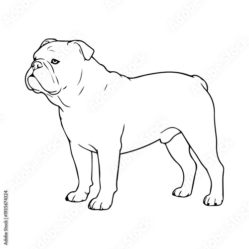 English Bulldog dog breed illustration vector
Vector illustration icon on a white background