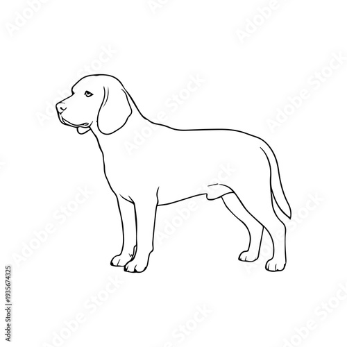 Beagle dog breed illustration vector
Vector illustration icon on a white background