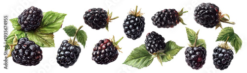 Blackberries collection with green leaves, ripe and fresh forest fruit elements, watercolor illustration creating a healthy eating concept on white background