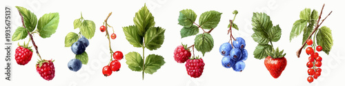 Hand painted watercolor assortment of vibrant berries and green leaves on white background, evoking fresh, natural, organic healthy eating and summer garden bounty