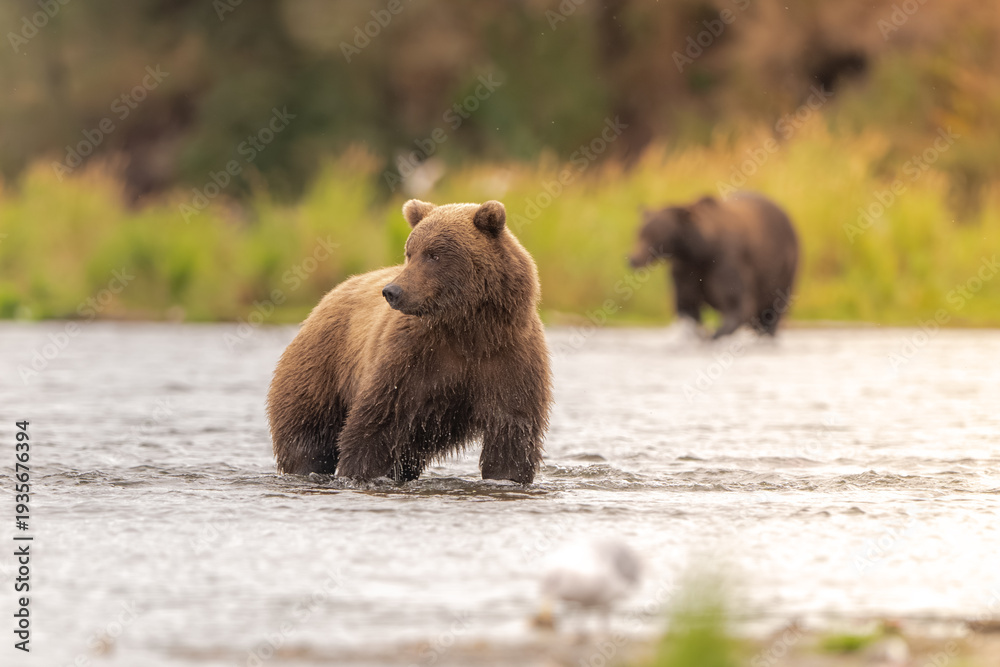Obraz premium Alaskan brown bear chasing salmon in Brooks River at sunrise