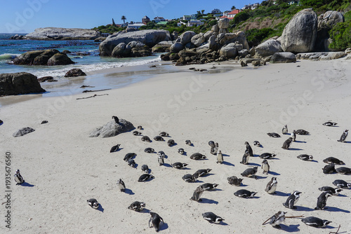 South Africa,Cape Town,Boulders Beach,A group of penguins resting on a sandy beach near rocky shoreline and ocean
