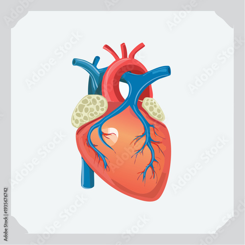 Illustration anatomique détaillée du cœur humain