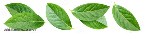 Blueberry leaves isolated on transparent background PNG. Berry leaves set