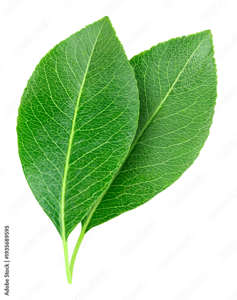 Obraz premium Two pears leaves isolated on transparent background. Leaves pears PNG