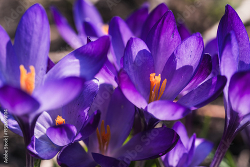 Spring flowers. Purple crocus flowers blooming outdoors, close-up