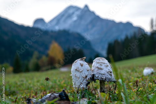 Wild mushrooms in a meadow with the Dolomite mountains in the background. South Tyrol, Italian Alps.
