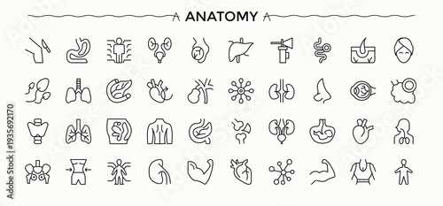 Anatomy icon pack. Isolated icons. It contains symbols to stomach, uterus, kidney, muscle, brain. Editable vector illustration. Muscle vector line icon set.
