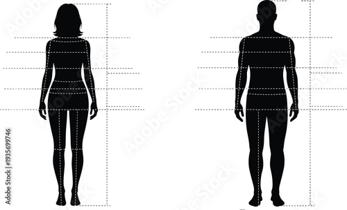 Vector black silhouette of male and female bodies with dashed lines for anatomical proportions and height measurement standards