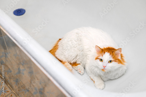 Photos A white cat with a red head is lying in the bathtub