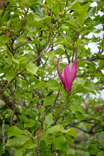Beautiful pink magnolia liliiflora blossom on a tree branch in spring.