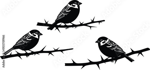 Birds perched on thorny branch vector illustration set, black and white bird drawings, nature wildlife artwork, feather design graphic, decorative silhouette