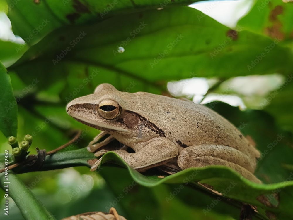 Obraz premium Tree frogs (especially Polypedates leucomystax) are characterized by splayed toes with adhesive pads for climbing, slender bodies, and smooth skin. They are nocturnal.