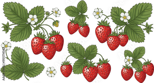 Fresh strawberry fruits with leaves and flowers collection garden berry botanical vector illustration set
