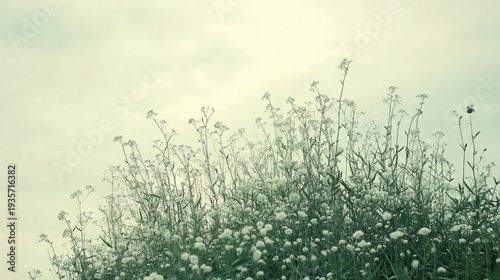 Soft-focus view of a field of small white flowers
