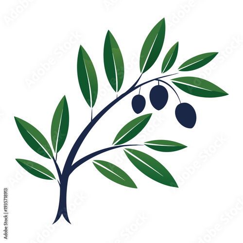Fresh green olive tree branch with ripe black olives ready for harvest or oil production